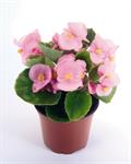 Wax Begonia